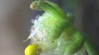 How to perform genetic crosses in Marchantia polymorpha [upl. by Mae]