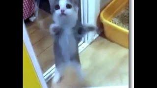 Kitten Gets So Excited He Jumps Up and Down [upl. by Wilek]