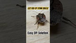 Eliminate stink bugs easily this fall stinkbug diy [upl. by Arihas12]