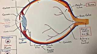 Ojo Anatomía y generalidades [upl. by Ludovick470]