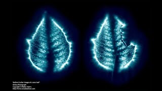 Kirlian Photography  Orbs and auras [upl. by Uriiah287]