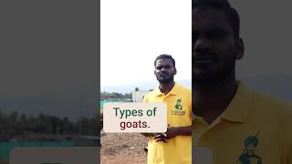 Types of Goat in Aatukaran ஆடு வகைகள் 🐐🍃🐑 Aatukaran TrustAatukaran goats goatfarming [upl. by Sandstrom]