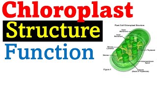 Chloroplast structure and function [upl. by Treva]