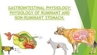 Physiology of Ruminant amp Non Ruminant Stomach  Gastrointestinal Physiology  Structure of Stomach [upl. by Casady]