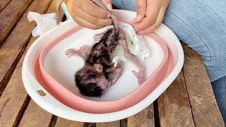 Mom Clean Diaper For BB Monkey Shiba Very Often In The Day [upl. by Assyram]