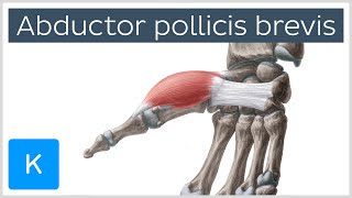 Abductor pollicis brevis muscle  Oamp I Function amp Innervation  Anatomy  Kenhub [upl. by Airdnahc]