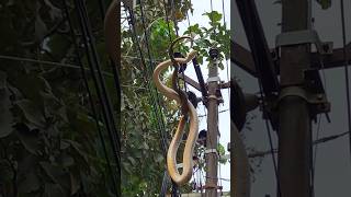 ഇവിടിരുന്നാൽ എല്ലാവരേം കാണാം🐍 Rat snake on cable line urbanwildlife sarpa reptiles [upl. by Yhtorod455]