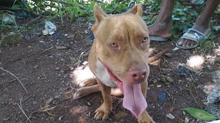 rednose pitbull terrier Reds 11 months old [upl. by Tahpos191]