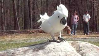 Cockatoo Geronimo Barking at Race Car [upl. by Annayk]