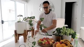 How to propagate Monstera Adansonii [upl. by Draude]