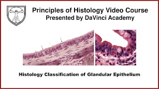 Histology Classification of Glandular Epithelium Epithelium 6 of 7 [upl. by Negriv]