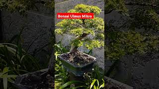 Bonsai Ulmus mikro bonsai bonsaitree ulmus [upl. by Teodoro]