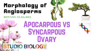 BOTANY XI05063 – Morphology of Angiosperms – Apocarpous vs Syncarpous ovary [upl. by Beesley]