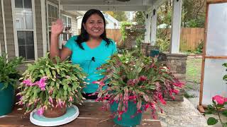 Schlumbergera bridgessii Cactus de Navidad [upl. by Bitthia]