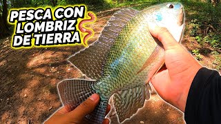 Cómo PESCAR con LOMBRIZ DE TIERRA  Muchas CAPTURAS Mojarra Tilapia Bluegill Lobina [upl. by Llennhoj]