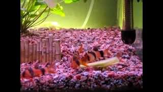 Clown Loach Eating Cucumber and Goldfish [upl. by Yelats99]