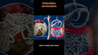 Así es Enterobius vermicularis OXIURO laboratorioclinico parasitos ciencia [upl. by Nyleahcim]