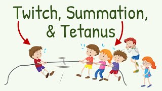 Twitch Summation and Tetanus in Skeletal Muscle Contraction  Physiology with Animation [upl. by Yeroc]