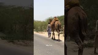 Big camel running on Tharparkar roads 🐫 shorts camels [upl. by Sucirdor]