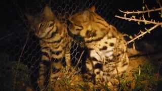 In the Spotlight Blackfooted Cats [upl. by Ennaesor856]