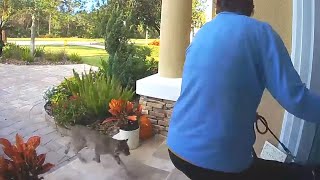 INSANE Rabid Bobcat Attacks Woman And Her Dog [upl. by Lienaj]