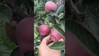 Jeromine Apple Variety  Early Apple Variety  SN [upl. by Lednew645]