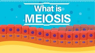 What is Meiosis  Animated Explanation [upl. by Aicssej450]