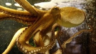 Blue Blood Saves Octopus From Freezing to Death [upl. by Brosy460]