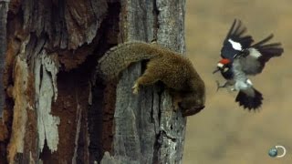 Woodpecker Fends Off Squirrel  North America [upl. by Havens880]