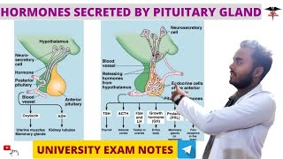 Hormones secreted by pituitary gland  GH  TSH  Endocrine Physiology [upl. by Abagail]