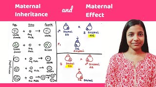 Maternal effect  difference between maternal inheritance and maternal effect [upl. by Annairam327]