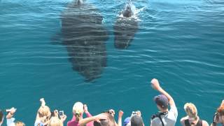 Whale Watching Hervey Bay [upl. by Armat]