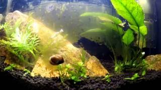 Nerite Snail time lapse [upl. by Bluhm]