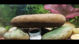 Tips for feeding Repashy Soilent Green to Hillstream Loaches 😍 [upl. by Hastings316]