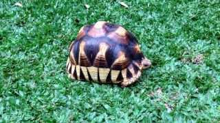 All of my tortoises grazing Yniphora Sulcata Pardalis Radiata [upl. by Akinahs]