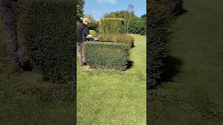 This HEDGE TRIM Is Satisfying shorts [upl. by Krm]