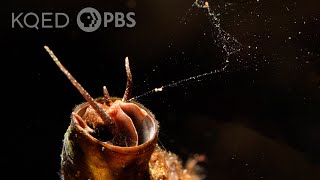 This Snail Goes Fishing With a Net Made of Slime  Deep Look [upl. by Neeluj989]