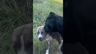 CANE CORSO vs PITBULL  Preventing Dog Aggression canecorso dog shorts [upl. by Reibaj747]