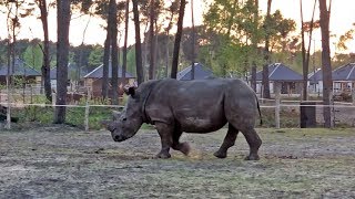 Safari Resort Beekse Bergen sfeerimpressie 2018 [upl. by Niko]