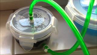 Self made canister filter external filter works  Selbstgebauter Aquarienfilter in Betrieb [upl. by Selda]