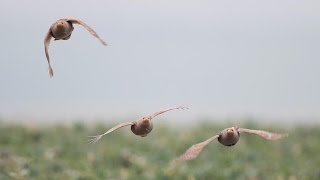 Battues de perdreaux  MultiCaméras Embarquées  Chasse HD [upl. by Silvain]