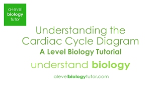 Understanding the cardiac cycle diagram Alevel Biology OCR A Eduqas Edexcel AQA [upl. by Gare]