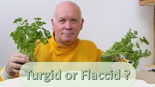 what causes a plant to be turgid or flaccid [upl. by Kerns]