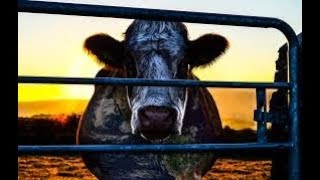 TRÁILER documental Cowspiracy 2014  TOPDOCUMENTALES [upl. by Eceirtal]