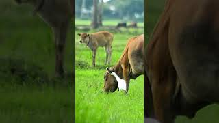 Wild Livestock Cows in the Rainy Season Meadows cow animals wildcow [upl. by Laram]