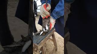 Horse hoof restoration  Horse hoof cleaning [upl. by Carr]