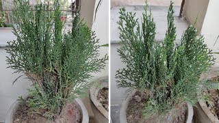 Morpankhi plant की देखभाल कैसे करे  How to grow amp care Thuja  Vidya plant [upl. by Seif]