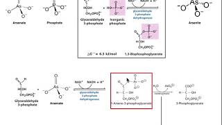 Drugs amp Xenobiotics  Mechanisms of Arsenic Poisoning [upl. by Eaton836]