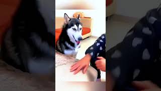 quotHilarious Dogs Caught on Camera Try Not to Laugh Challengequot [upl. by Shulock423]