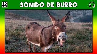 SONIDO DE BURRO 🐴 [upl. by Touber]